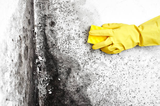 Best Industrial Mold Remediation  in Berwyn Heights, MD