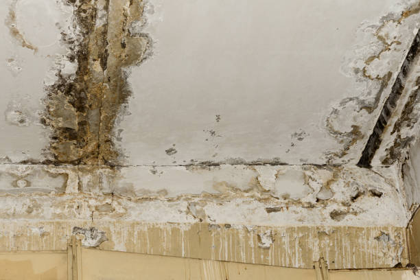 Best Commercial Mold Inspection  in Berwyn Heights, MD